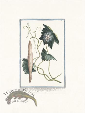 Bonelli 071 Long gourd